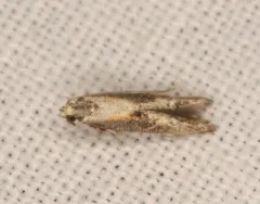 Apple Pith Moth thumbnail 4