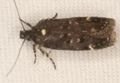 Chionodes argentipunctella thumbnail 4