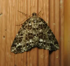 Marbled Wave Moth thumbnail 3
