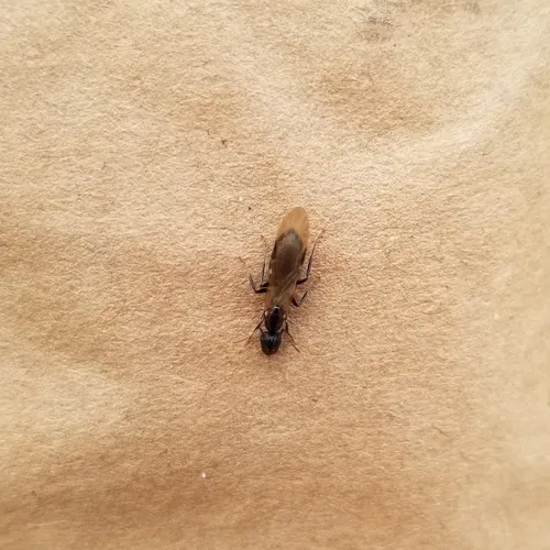 Six-spotted Carpenter Ant