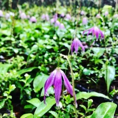 Coast Fawn Lily thumbnail 2