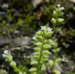 early forget-me-not thumbnail 4