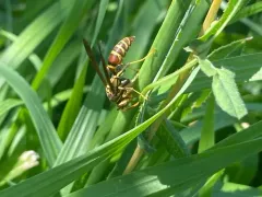 Guinea Paper Wasp thumbnail 1