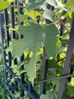 Paper mulberry thumbnail 3