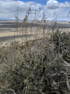 Black Sagebrush thumbnail 4
