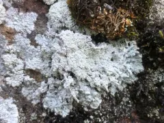 Powdery Saucer Lichen thumbnail 3