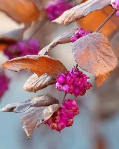 coralberry thumbnail 4
