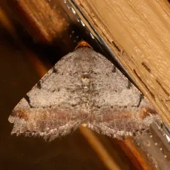 Macaria adonis thumbnail 4