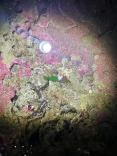 Taylor Coastal Shrimp thumbnail 4