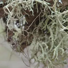 Spiny Gray Horsehair Lichen thumbnail 3
