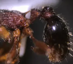Myrmica spatulata thumbnail 3