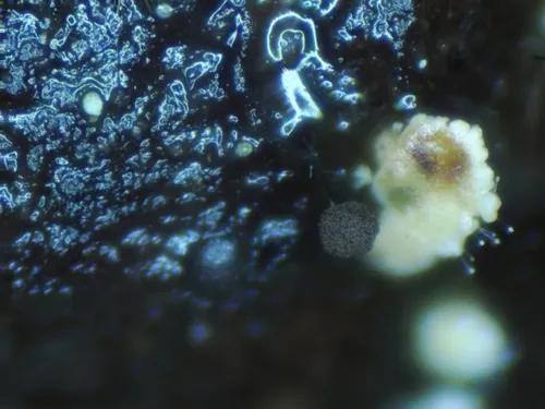 Paradiacheopsis cribrata