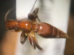Olixon banksii thumbnail 2
