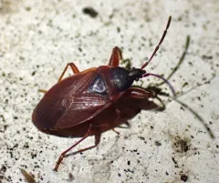 Gastrodes pacificus thumbnail 4