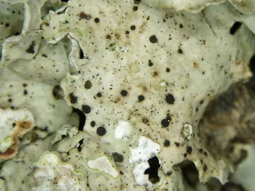 Sclerococcum ricasoliae