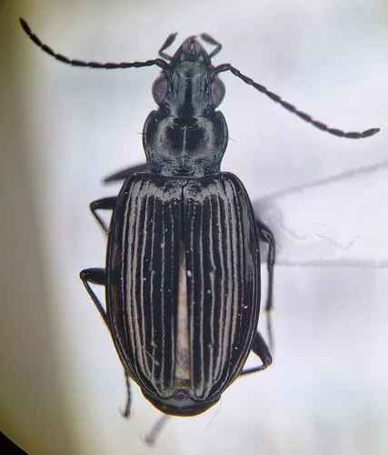 Bembidion gebleri