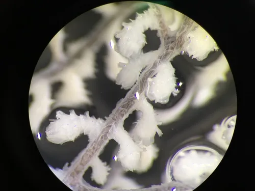 Parastenella ramosa