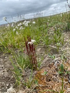 arctic willowherb thumbnail 2