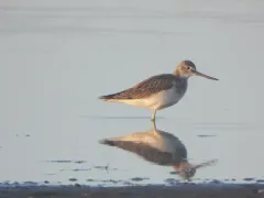 Common Greenshank thumbnail 3