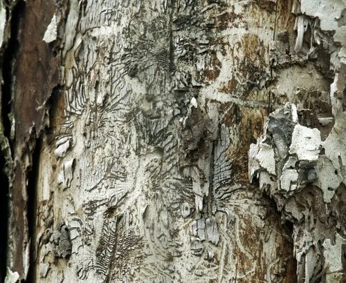 Elm Bark Beetle