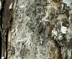 Elm Bark Beetle thumbnail 1