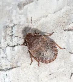 Sciocoris microphthalmus thumbnail 3