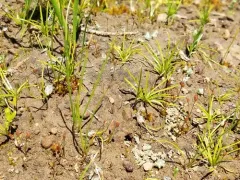 Columbia Quillwort thumbnail 3