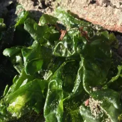 Broadleaf Sea Lettuce thumbnail 3