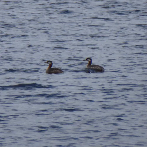 Red-necked Grebe