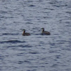 Red-necked Grebe thumbnail 1
