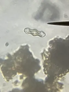 Caloneis lewisii thumbnail 4
