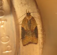 Acleris britannia thumbnail 3