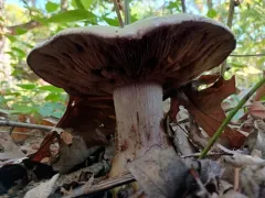 Atkinson's Fungus thumbnail 4