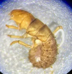 Parapsyche apicalis thumbnail 2