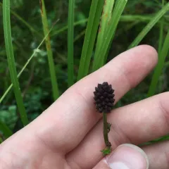 Great burnet thumbnail 3