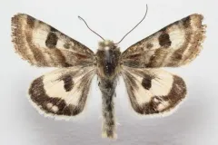 flax bollworm thumbnail 2