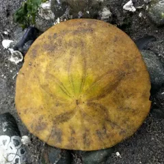 Eccentric Sand Dollar thumbnail 4