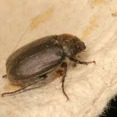 Diplotaxis sordida thumbnail 3