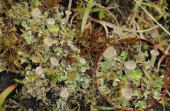 Hidden Mealy Pixie-cup Lichen thumbnail 1