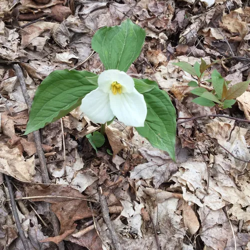 large white trillium