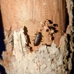 false mealworm beetle thumbnail 1