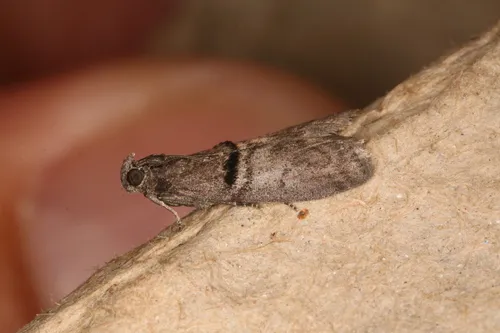 Acrobasis cunulae
