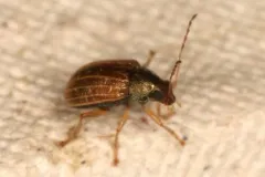 Colaspis suilla thumbnail 4