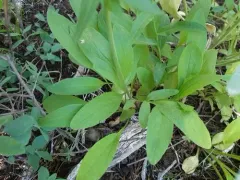 Sharpleaf Valerian thumbnail 2