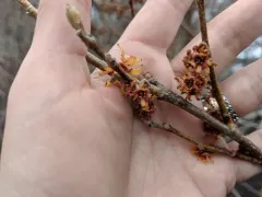 ozark witch-hazel thumbnail 4