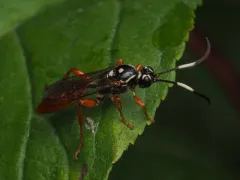 Cratichneumon subfilatus thumbnail 2