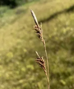 woodrush sedge thumbnail 3