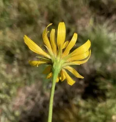 northern microseris thumbnail 4