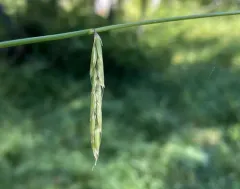 nodding semaphore grass thumbnail 2