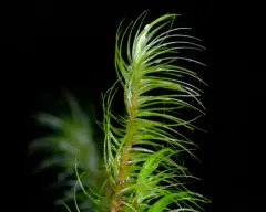 Greater Fork-moss thumbnail 4